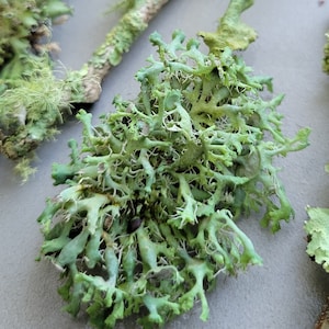 Puede incluir: Un primer plano de un liquen verde con una estructura delicada y ramificada. El liquen crece en una superficie gris claro.