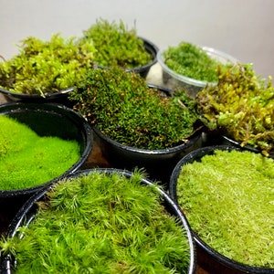 Live Moss Sampler, 8 Varieties of Terrarium Moss image 4