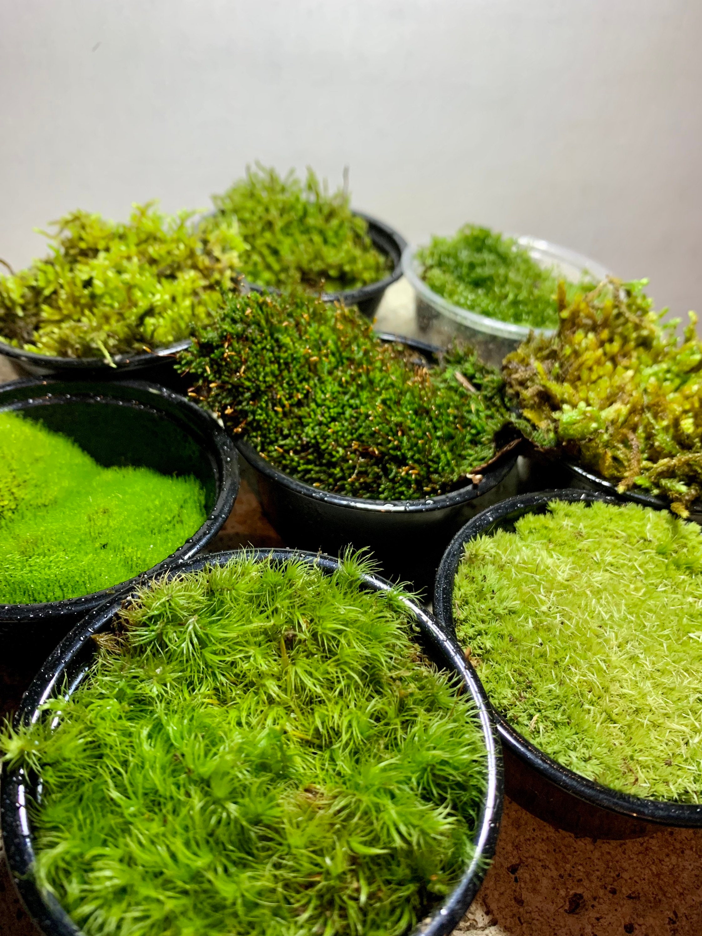 Where to buy live moss 🛍️ 🌱 Source the best varieties for your