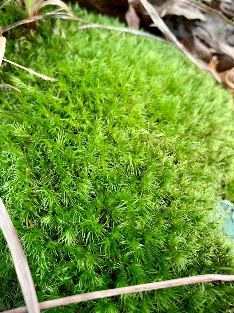 Mood Moss Dicranum Scoparium Terrarium moss Carpet moss image 4