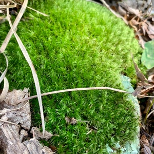 Mood Moss Dicranum Scoparium Terrarium moss Carpet moss image 2