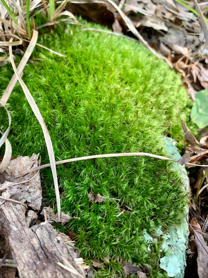 Mood Moss Dicranum Scoparium Terrarium moss Carpet moss image 2