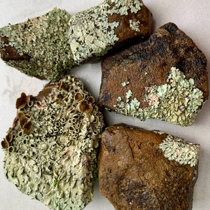 Puede incluir: Cuatro rocas marrones cubiertas de l&iacute;quenes verdes y blancos. Las rocas son de diferentes formas y tama&ntilde;os.
