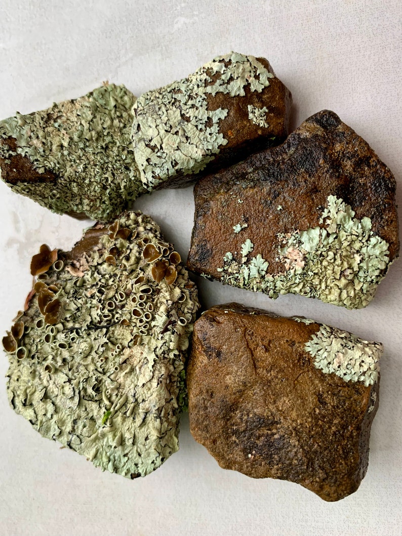 Puede incluir: Cuatro rocas marrones cubiertas de l&iacute;quenes verdes y blancos. Las rocas son de diferentes formas y tama&ntilde;os.