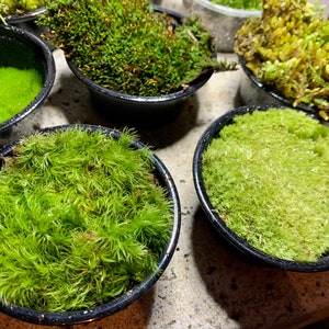 Live Moss Sampler, 8 Varieties of Terrarium Moss image 3