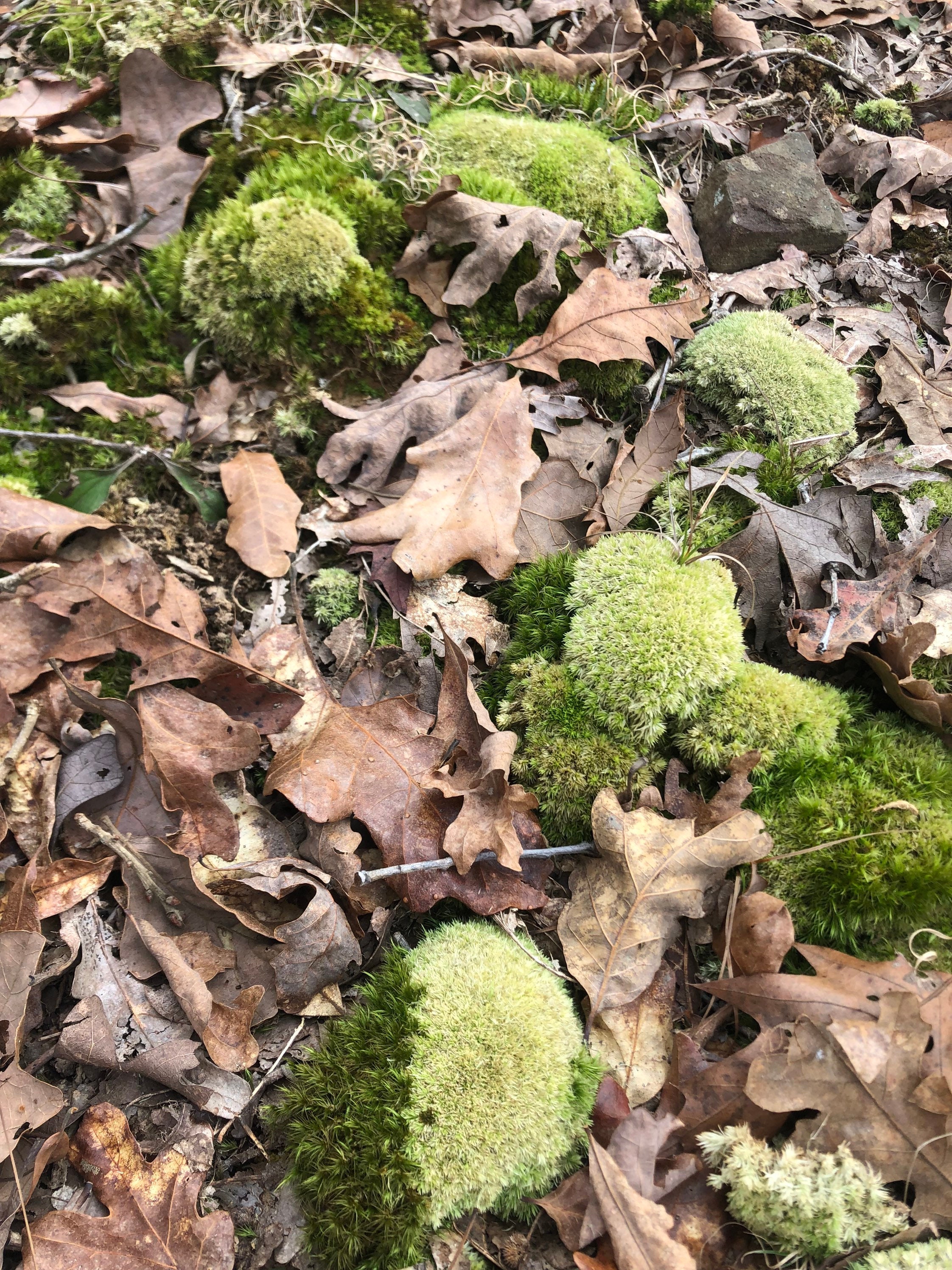 The Science of PinCushion Moss (Cushion Moss, Bun Moss, or Pillow Moss) -  Moss & Stone Gardens