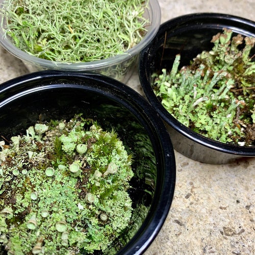 Live Lichen Sampler 3 Varieties