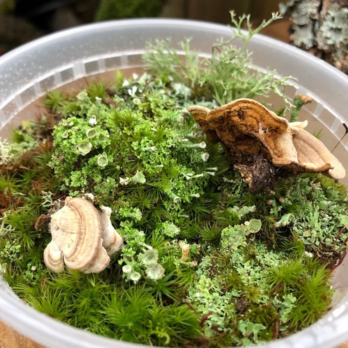 Mini Terrarium Lichen Mix