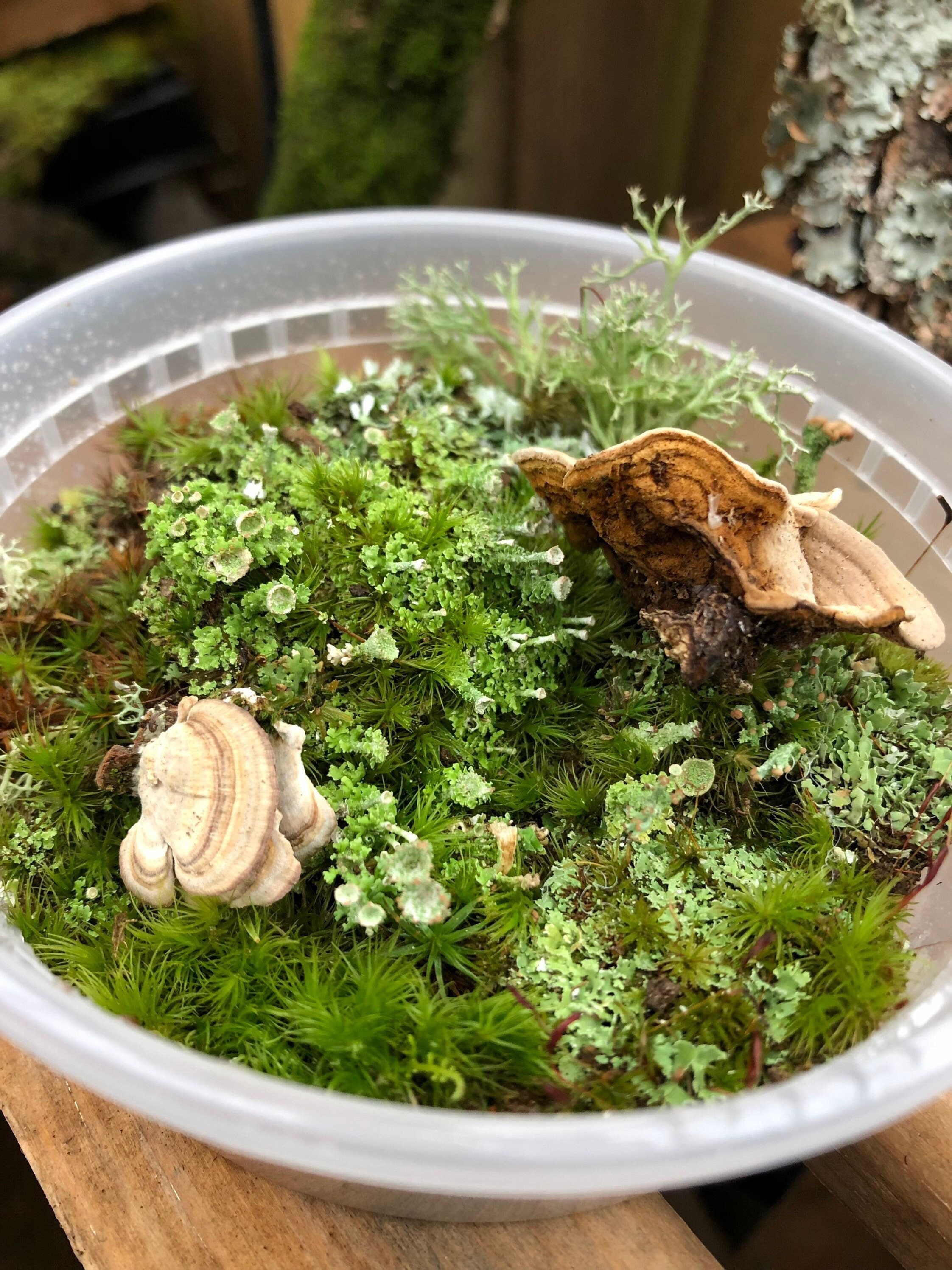 Live Moss & Lichen for Terrariums