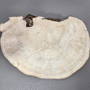 May include: A light-colored, irregularly shaped mushroom with a textured surface. The mushroom has a creamy white hue with a darker, brown stem. The mushroom is set against a gray background.