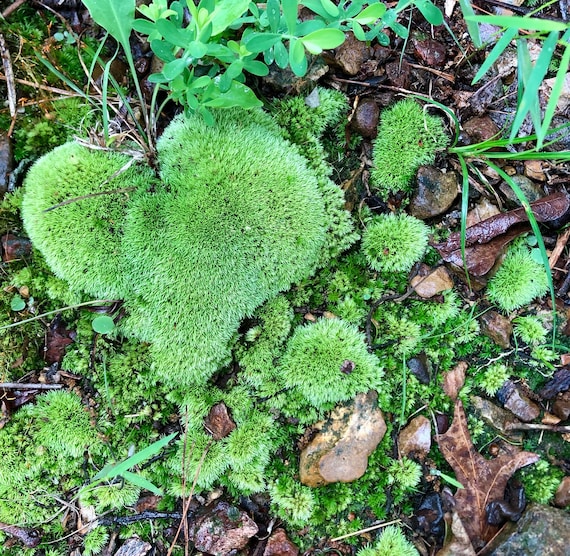 Green Pillow Moss, Bun Moss, Terrarium Moss, Fairy Garden Moss, Craft Moss,  Live Moss, Natural Moss -  Sweden