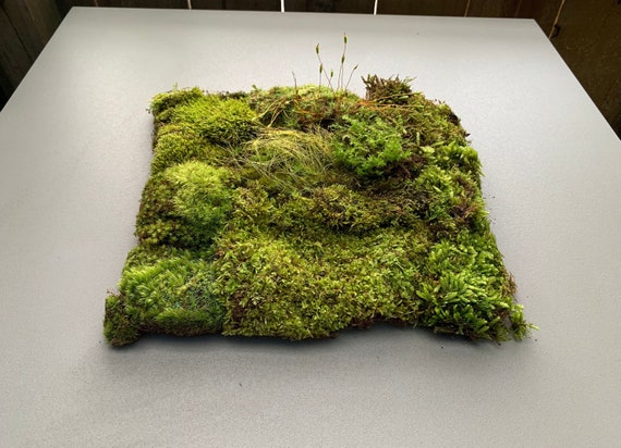 Live Moss for Indoor Plants, Terrariums, Hanging Baskets and