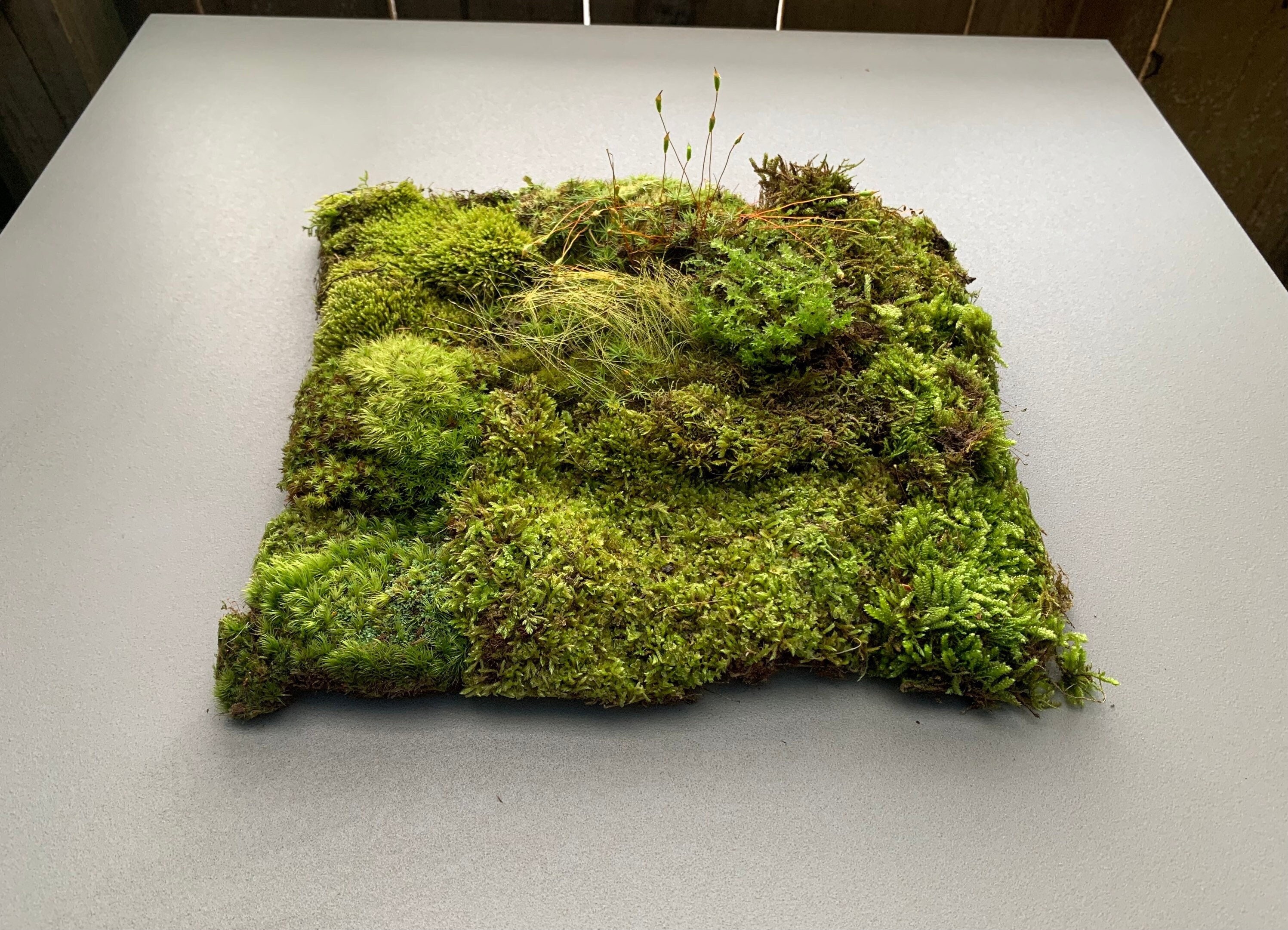 Live Sheet Moss for Terrariums, Vivariums, Moss Gardens 