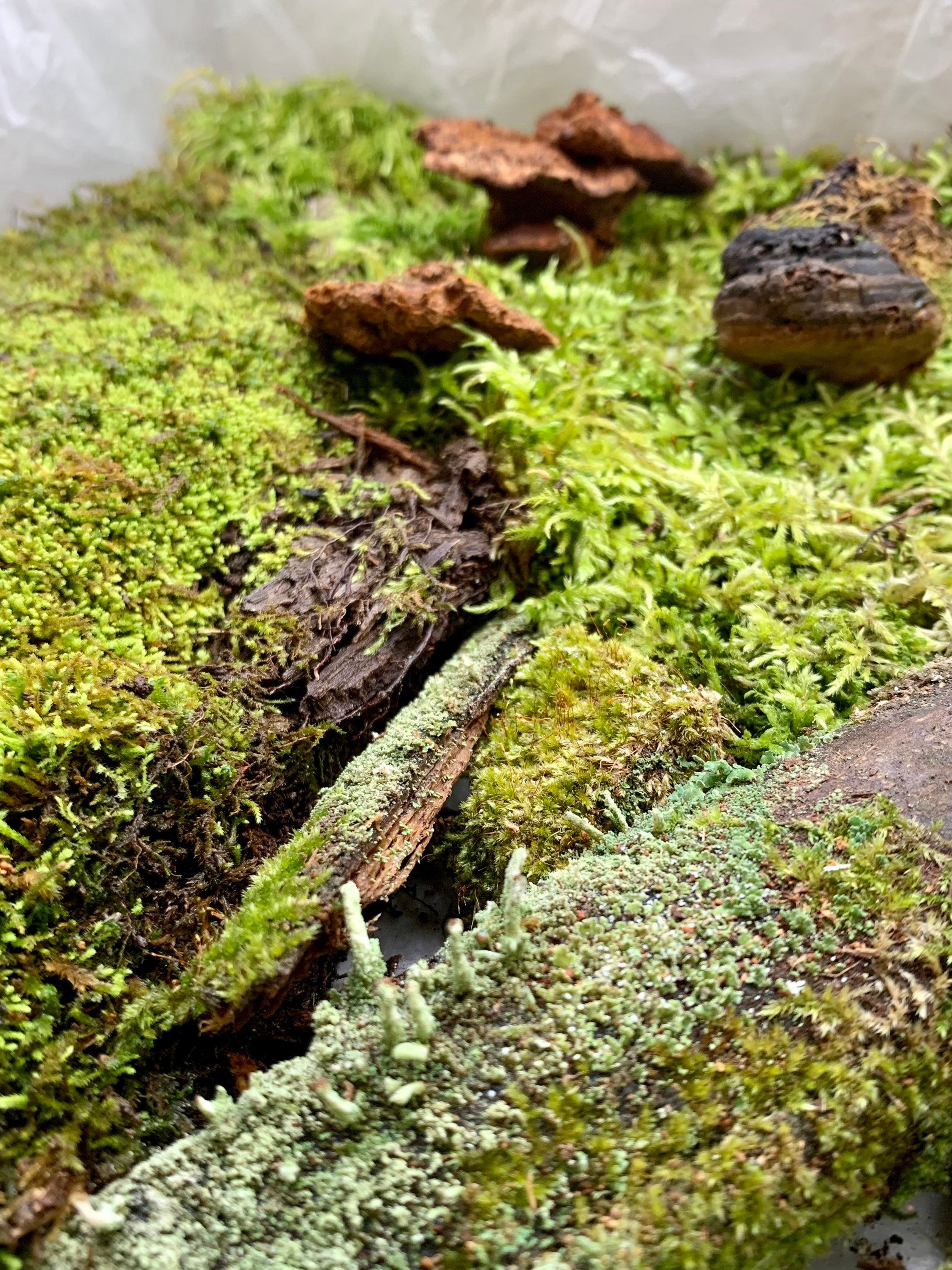 Live Moss Variety Bag for Terrariums, Fairy Gardens, Moss Art