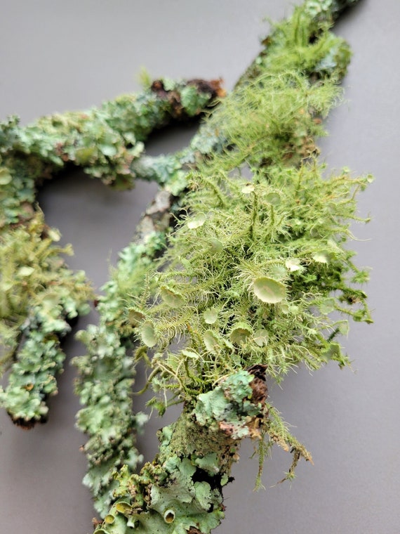 Natural Lichen Branches: Colorful Lichen Varieties and Assorted Sizes