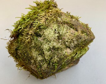 Long Concrete Moss – GRAVEL Florals & Curiosities