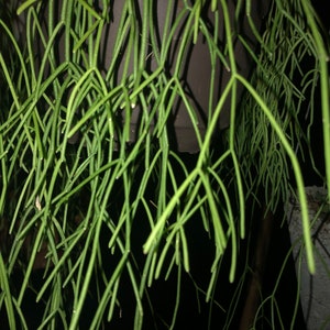 Rhipsalis baccifera Mistletoe Cactus Hanging plant image 3