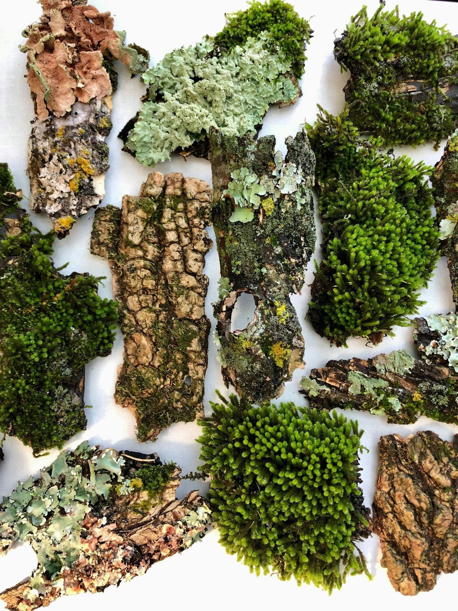 Bark with Live Moss and Lichens Several Size Options Terrarium and Habitat Safe All Natural Hardwoods