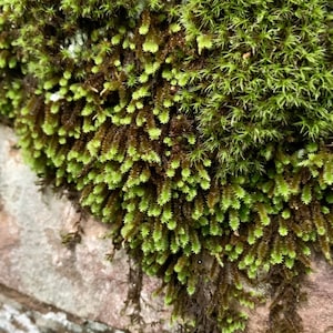 Star Moss Tortula ruralis image 3