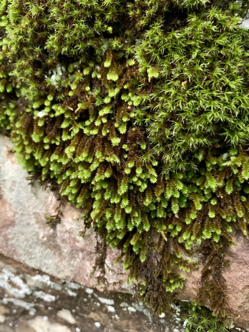 Star Moss Tortula ruralis image 3