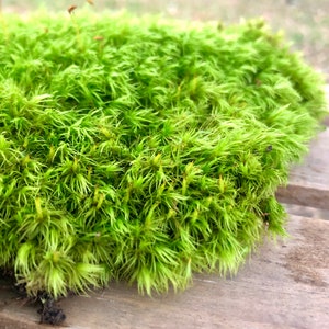 Mood Moss Dicranum Scoparium Terrarium moss Carpet moss image 1