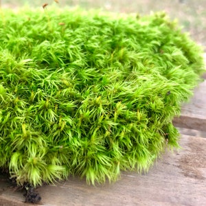 LIVE MOSS, Fairy Garden Moss, Gnome Garden Moss, Terrarium Moss, Lizard  Cage Moss, Reptile Moss, Plush Cushion Moss, Sheet Moss, Fern Moss, 