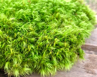 Mood Moss, looks just like a lush, green lawn! Live moss for Bonsai, Terrariums & Habitats