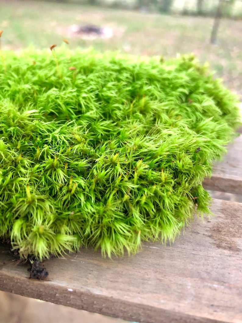 Mood Moss Dicranum Scoparium Terrarium moss Carpet moss image 1