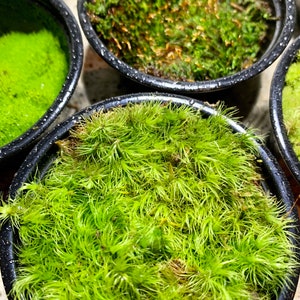 Live Moss Sampler, 8 Varieties of Terrarium Moss image 8