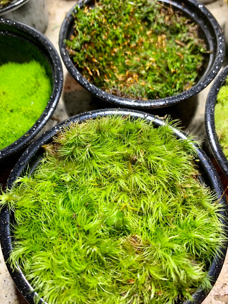 Live Moss Sampler, 8 Varieties of Terrarium Moss image 8
