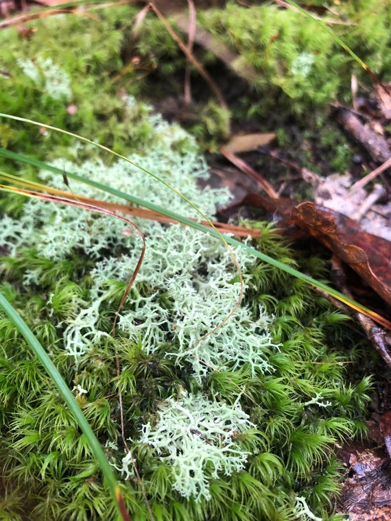 Lichen - Reindeer Moss (Icelandic Moss) Moss Green