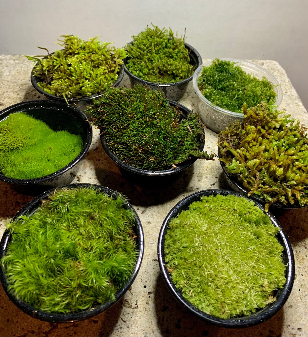 SG Local] Live Holland Moss for Terrarium, 100% Fresh Live Moss