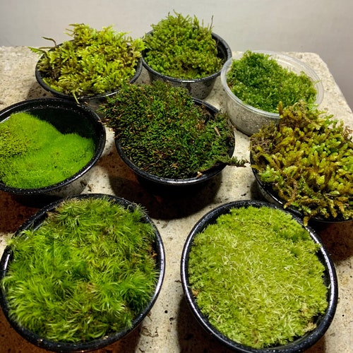 Live Moss Sampler, 8 Varieties of Terrarium Moss