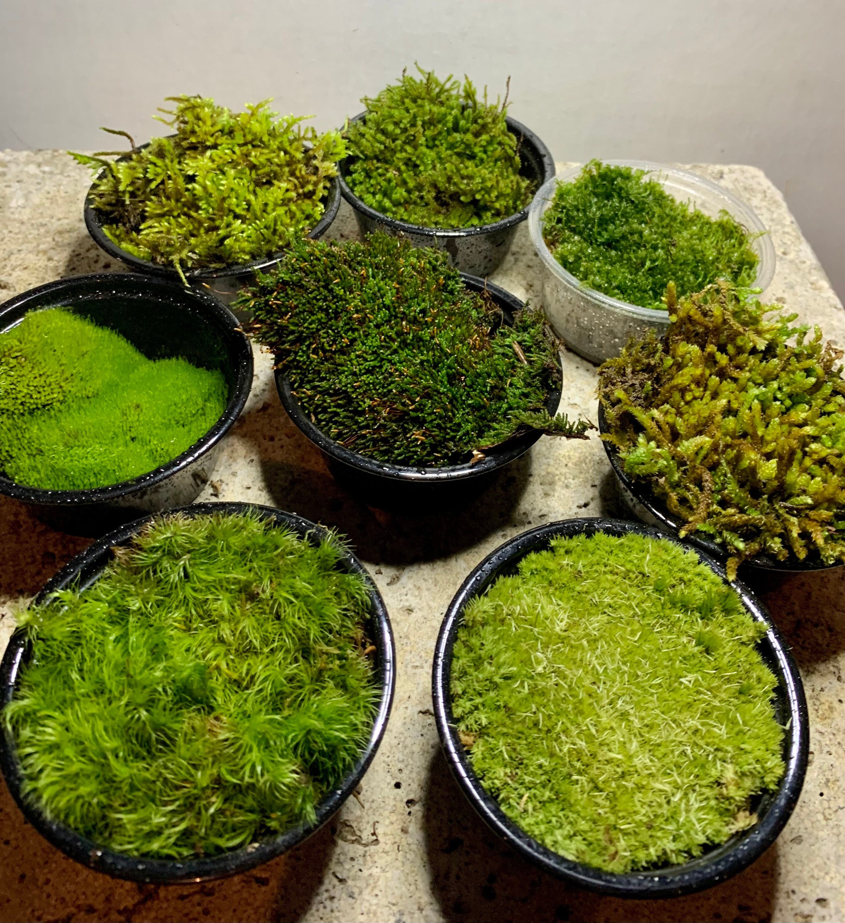 Live Sphagnum Moss 