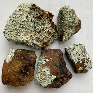 Puede incluir: Cinco rocas de forma irregular cubiertas de una variedad de l&iacute;quenes verdes, blancos y marrones. Las rocas est&aacute;n dispuestas en un patr&oacute;n suelto sobre una superficie blanca.