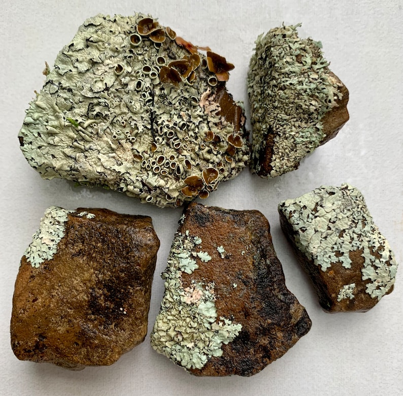Puede incluir: Cinco rocas de forma irregular cubiertas de una variedad de l&iacute;quenes verdes, blancos y marrones. Las rocas est&aacute;n dispuestas en un patr&oacute;n suelto sobre una superficie blanca.