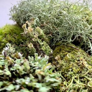 Live Moss Variety Bag for Terrariums, Fairy Gardens, Moss Art, Indoor or Outdoor Gardens image 10