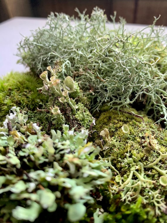 Live Moss for Indoor Plants, Terrariums, Hanging Baskets and