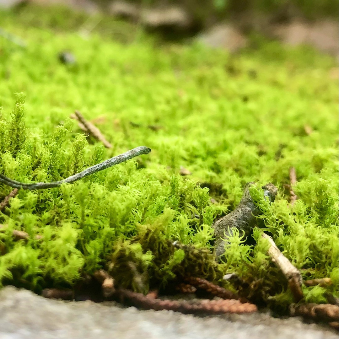 Twisted Moss Syntrichia Ruralis Terrarium Moss Ground Cover - Etsy