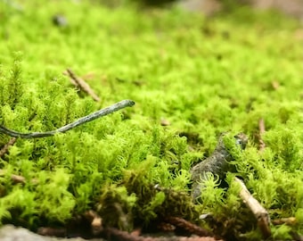 Twisted Moss Syntrichia ruralis Terrarium Moss Ground cover