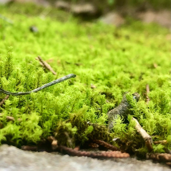 Twisted Moss Syntrichia Ruralis Terrarium Moss Ground Cover 