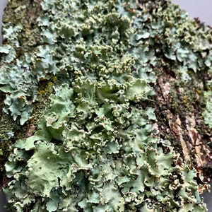 Korstmosschorsassortiment 3 maten beschikbaar Volledig natuurlijk terrariumdecor