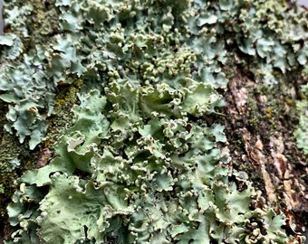Lichen Bark Assortment 3 Sizes Available All Natural Terrarium Decor