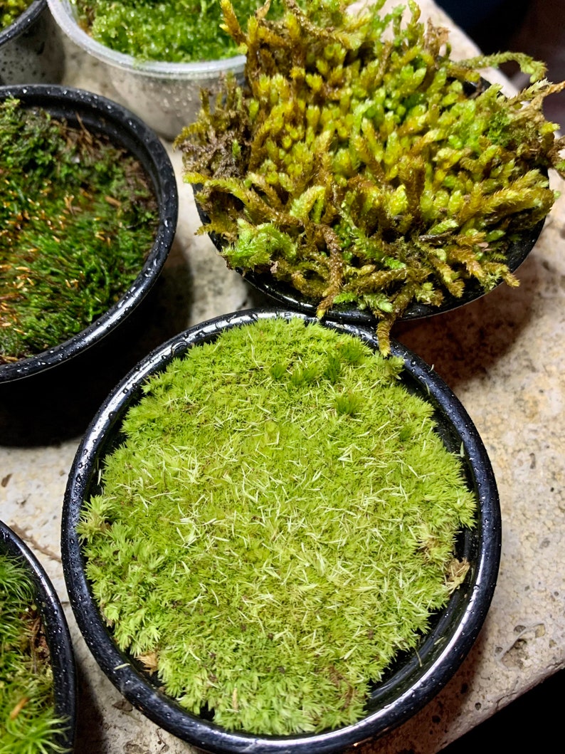 Live Moss Sampler, 8 Varieties of Terrarium Moss image 10