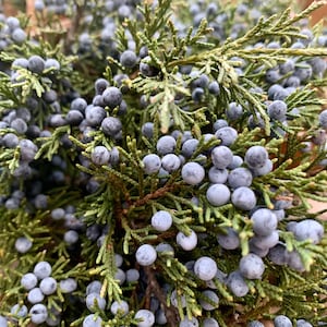 Vers gesneden jeneverbessen met bessen, natuurlijk vakantiedecor