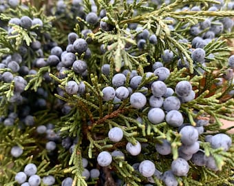 Fresh Cut Juniper Boughs with Berries: Natural Holiday Decor