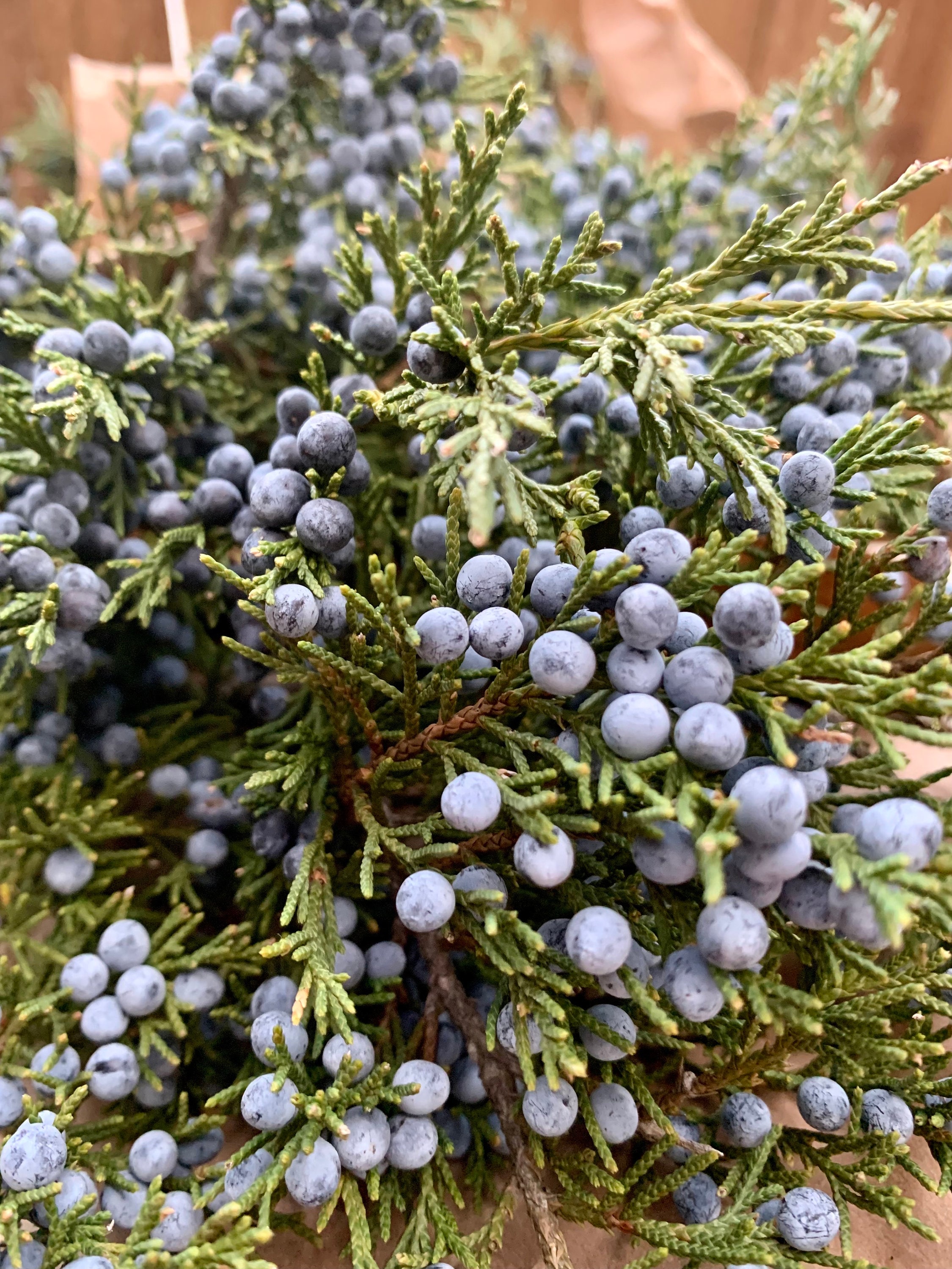 45 Frosted Cedar & Red Berries Hanging Spray/faux  Garlands/vines/greenery/wedding Centerpieces/home Decor/faux Vines/silk  Vines 