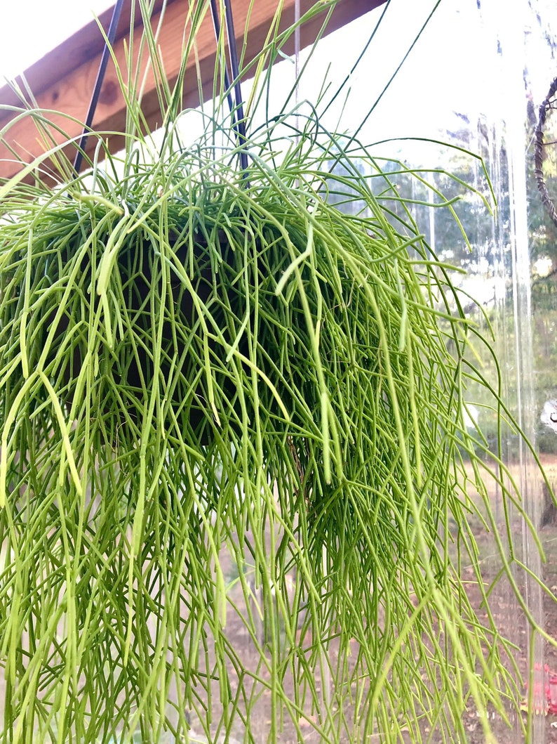 Rhipsalis baccifera Mistletoe Cactus Hanging plant image 1