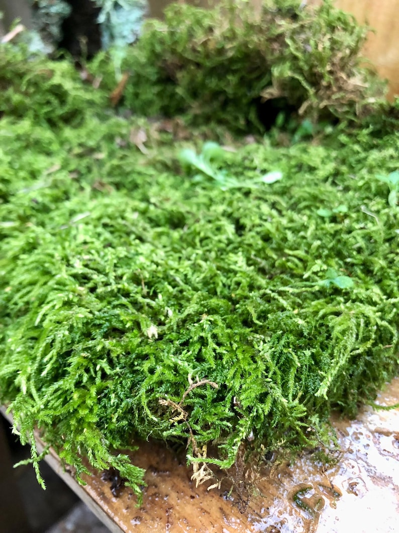 Fern Moss Thuidium delicatulum Live Terrarium Moss image 2