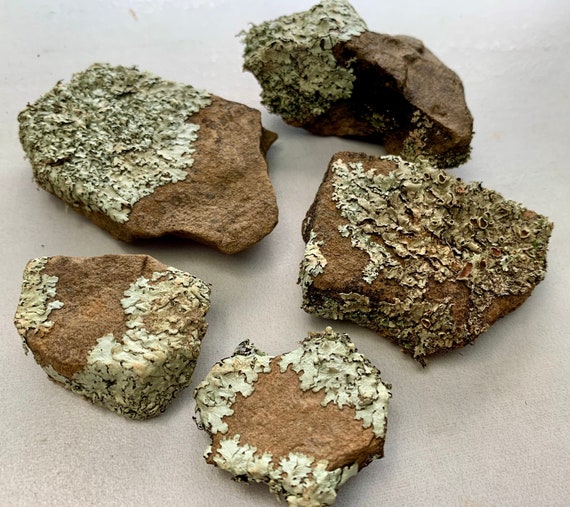 Mini Lichen Rocks: Natural Habitat and Terrarium Decor